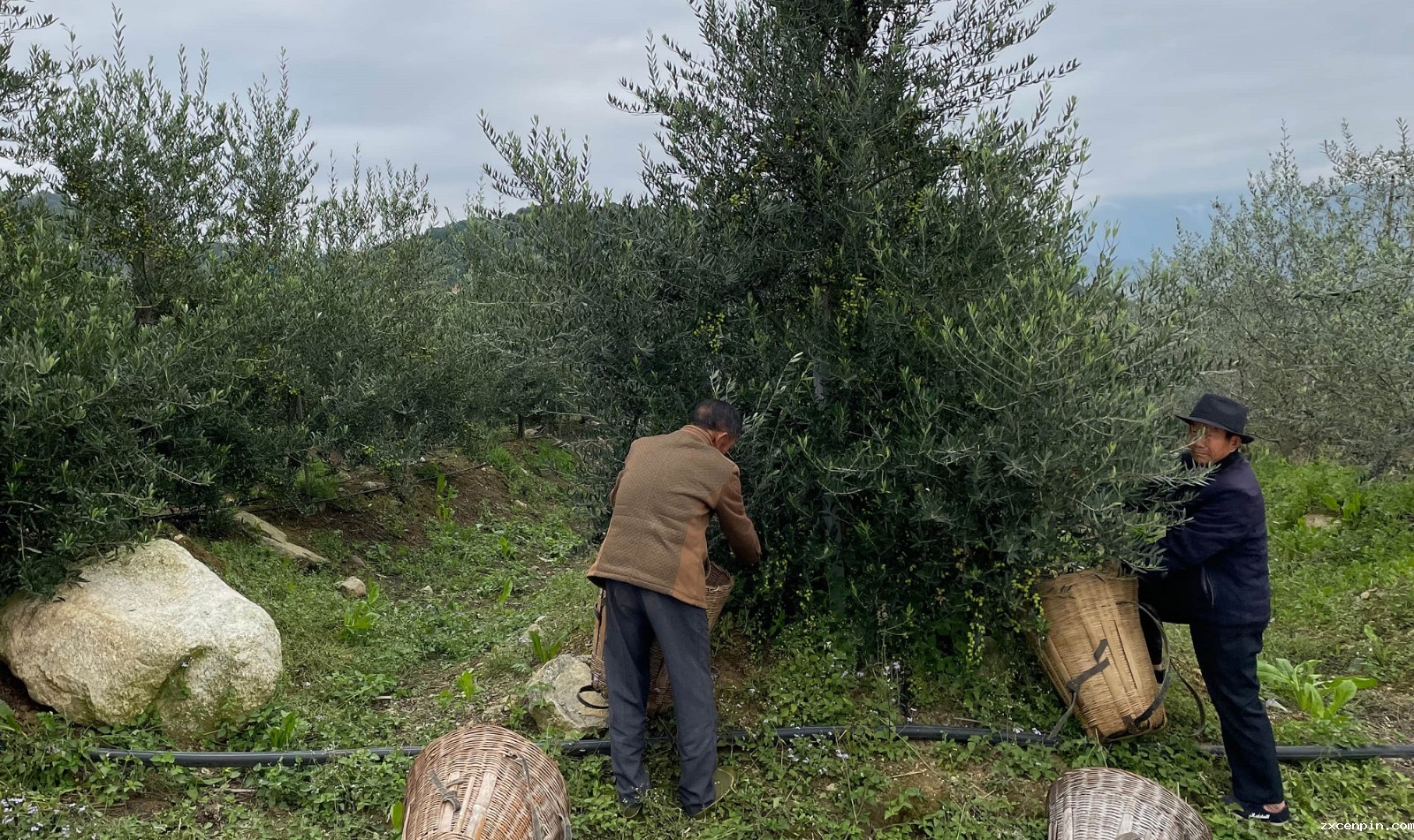 四川 福田基金春风计划 新农人返乡帮扶培训 油橄榄种植（冕宁）.jpg
